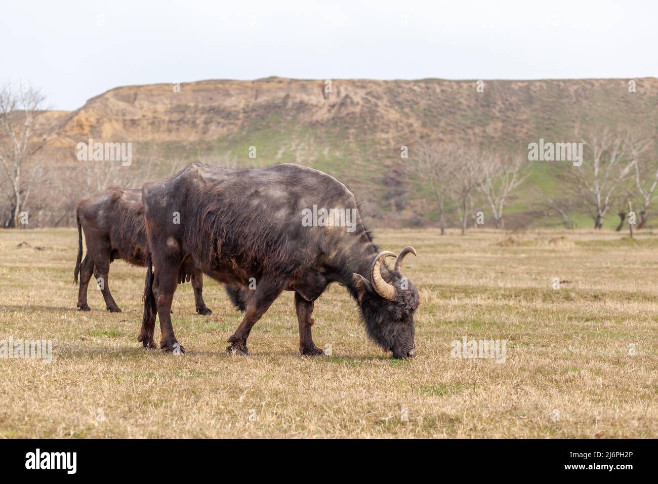 Mucche nere e pelose con corna si pascolare su un prato verde in una zona montagnosa. Pascolo libero. Foto Stock