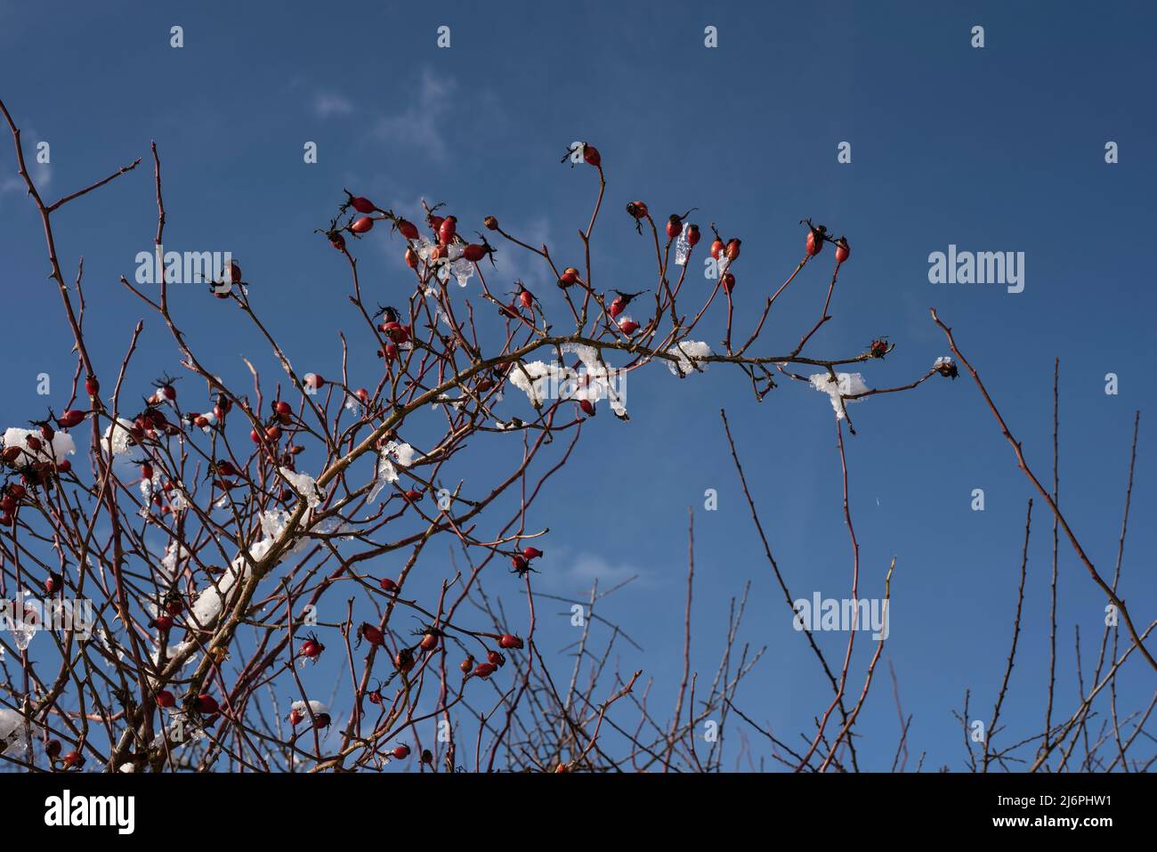 sciogliendo la neve alla luce del sole sui rametti di un arbusto di rosa del cane in inverno Foto Stock