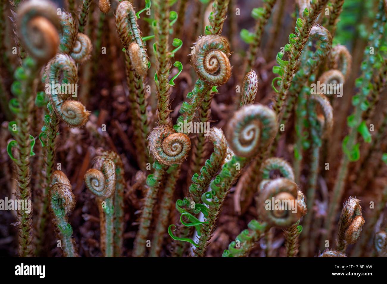 Le teste di bambine preistoriche si arricciano ancora in primavera. Fiddlehead Furled Frond Fern. Foto Stock