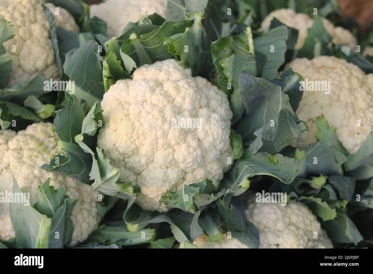 Bella cavolfiori freschi cibo verde isolato, biologico nel giardino naturale cibo verdura area sullo sfondo. Foto Stock