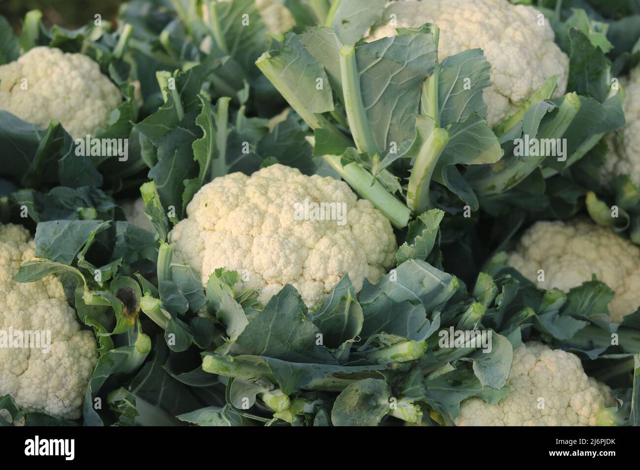 Bella cavolfiori freschi cibo verde isolato, biologico nel giardino naturale cibo verdura area sullo sfondo. Foto Stock