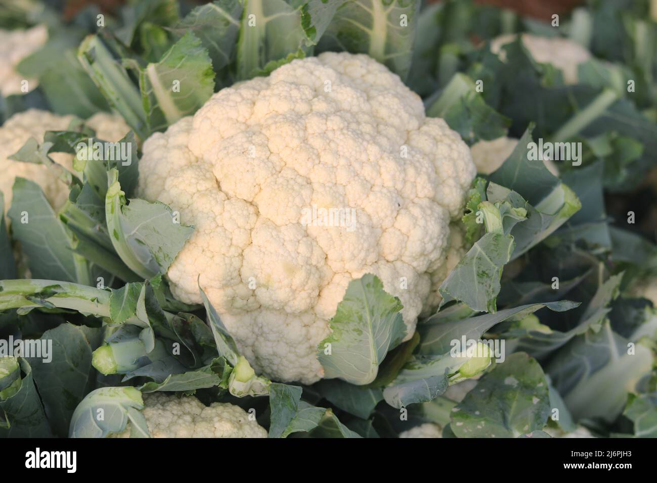 Bella cavolfiori freschi cibo verde isolato, biologico nel giardino naturale cibo verdura area sullo sfondo. Foto Stock