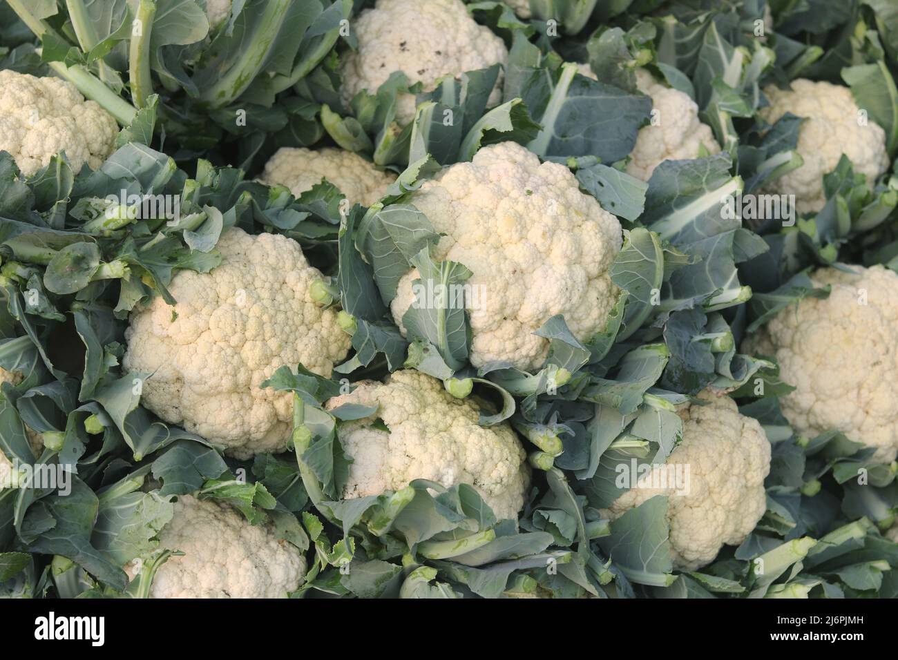 Bella cavolfiori freschi cibo verde isolato, biologico nel giardino naturale cibo verdura area sullo sfondo. Foto Stock