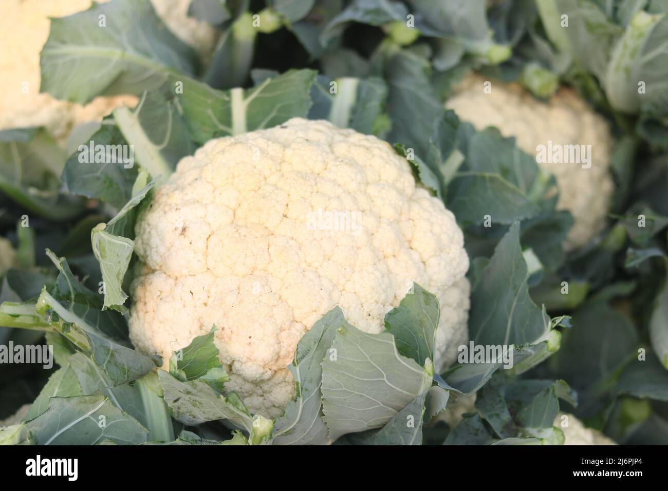 Bella cavolfiori freschi cibo verde isolato, biologico nel giardino naturale cibo verdura area sullo sfondo. Foto Stock