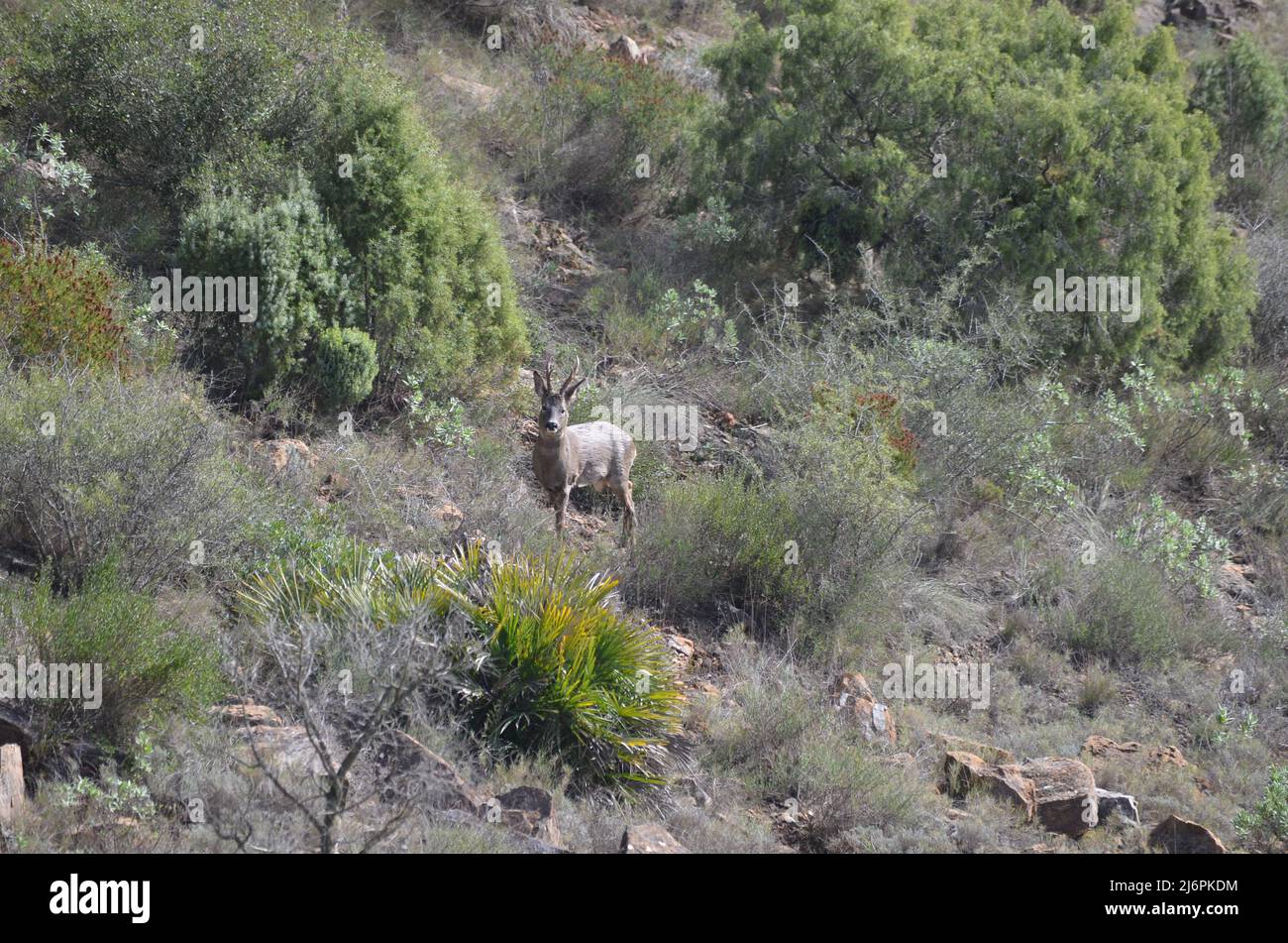 Capriolo (Capreolus capreolus) nelle montagne del parco naturale Serra Calderona, regione di Valencia (Spagna orientale) Foto Stock