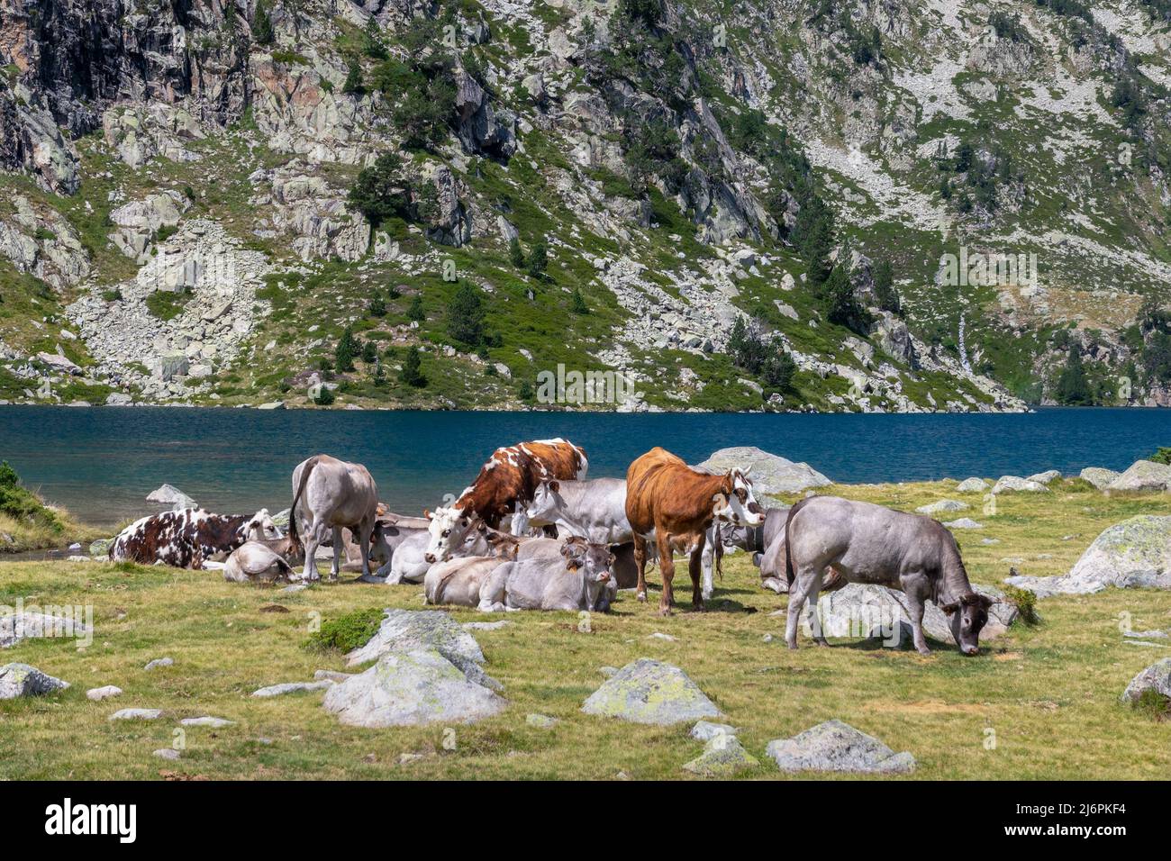 Mucche vicino lago Aubert nella riserva naturale di Neouvielle, parco nazionale dei Pirenei, Francia Foto Stock