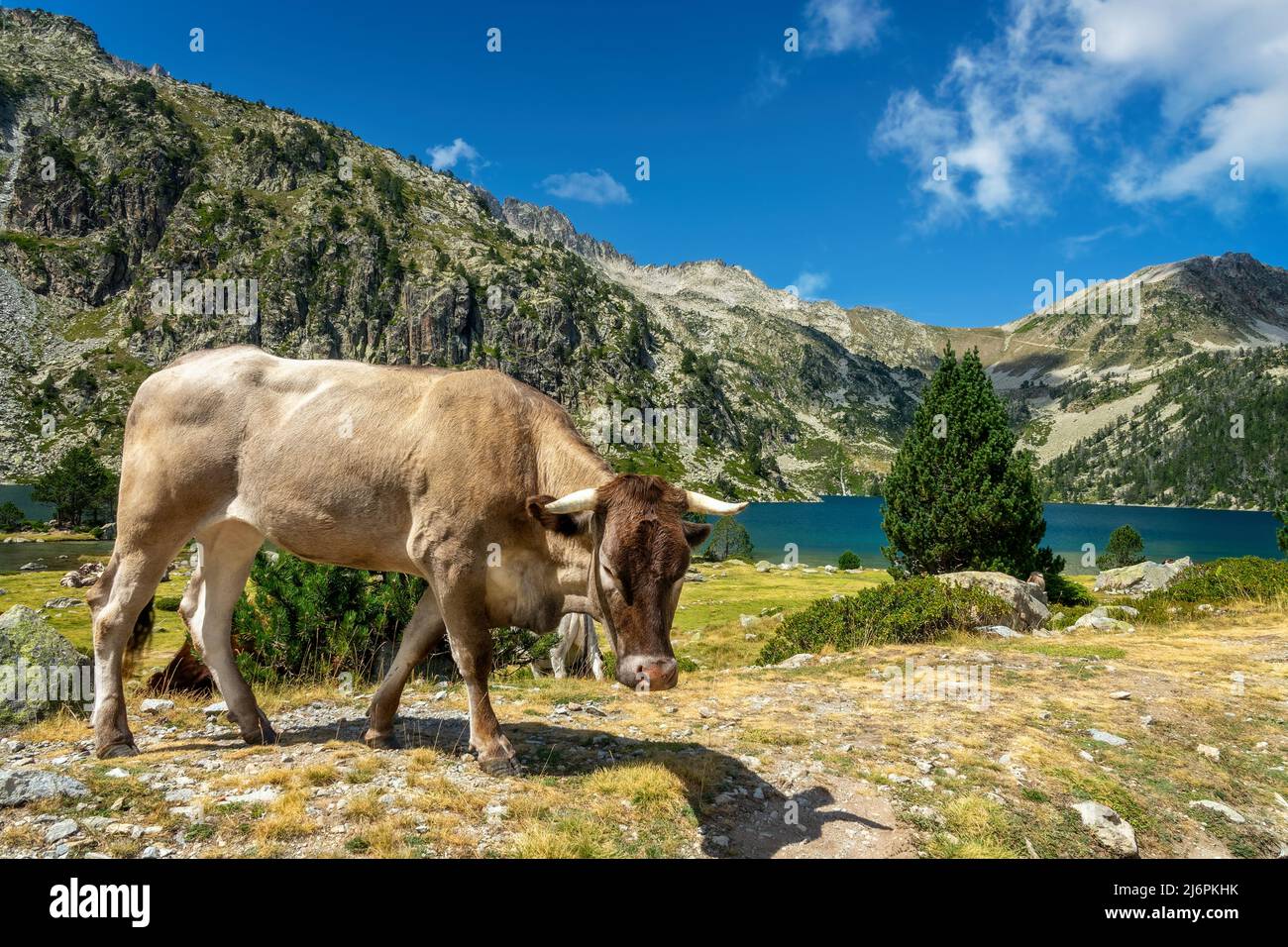 Primo piano ritratto di una mucca vicino lago Aubert nella riserva naturale Neouvielle, parco nazionale dei Pirenei, Francia Foto Stock