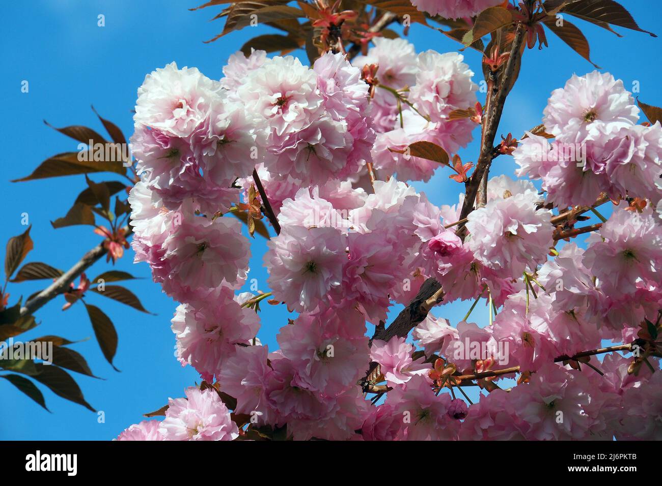 Ciliegio giapponese, ciliegio collinare, ciliegio orientale, ciliegio asiatico orientale, giapponese Blütenkirsche, Prunus serrulata, japáncseresznye Foto Stock