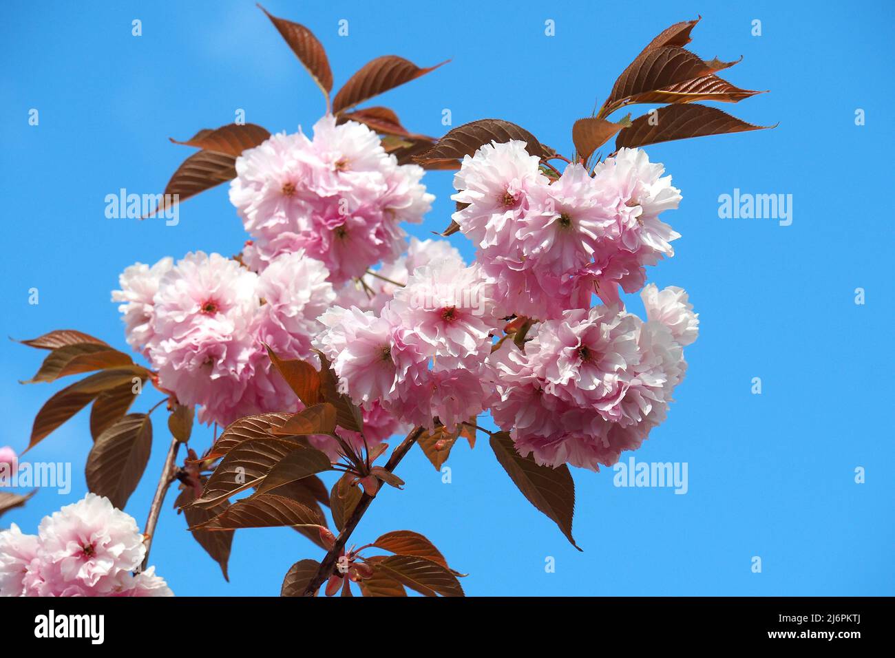 Ciliegio giapponese, ciliegio collinare, ciliegio orientale, ciliegio asiatico orientale, giapponese Blütenkirsche, Prunus serrulata, japáncseresznye Foto Stock