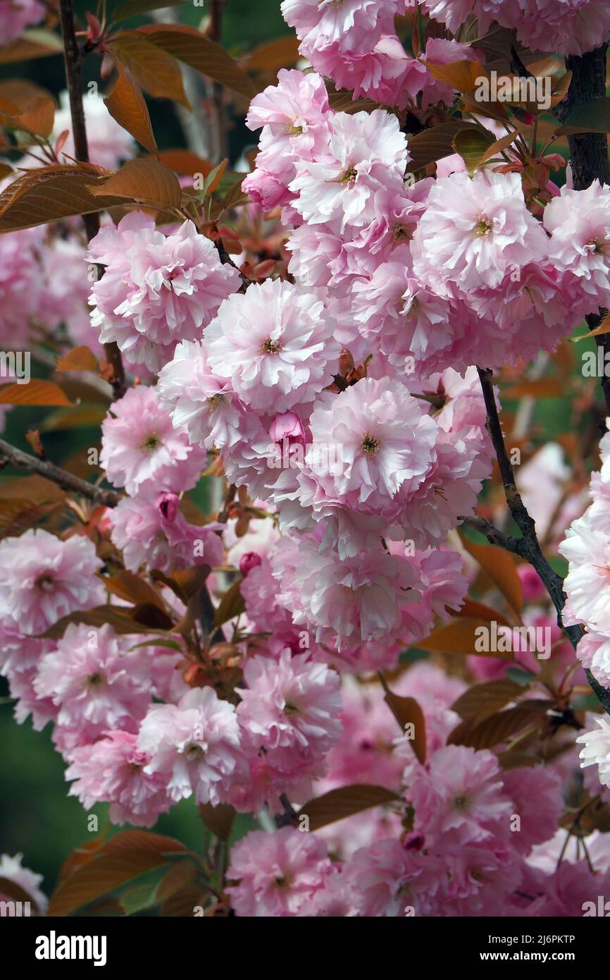 Ciliegio giapponese, ciliegio collinare, ciliegio orientale, ciliegio asiatico orientale, giapponese Blütenkirsche, Prunus serrulata, japáncseresznye Foto Stock