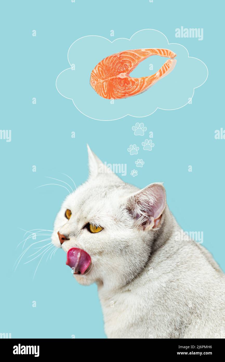 Il gatto sogna una bistecca di salmone. Il gatto britannico sta lecchendo. Isolato su sfondo blu, elementi grafici. Foto Stock