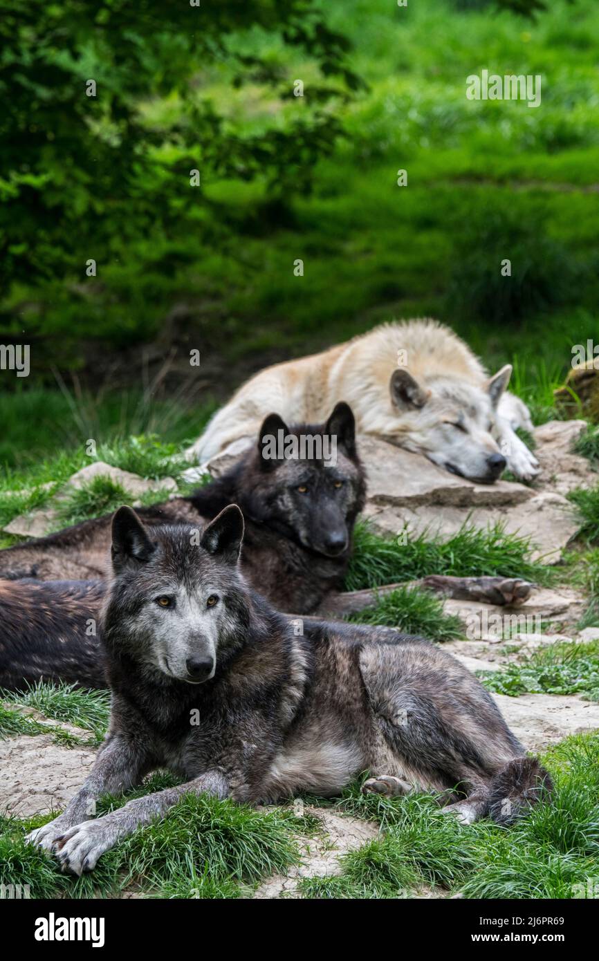 Confezione di lupi nordoccidentali bianchi e neri / lupo della Valle di Mackenzie / lupi di legno Canadesi / Alaskan (Canis lupus occidentalis) che riposano nella foresta Foto Stock