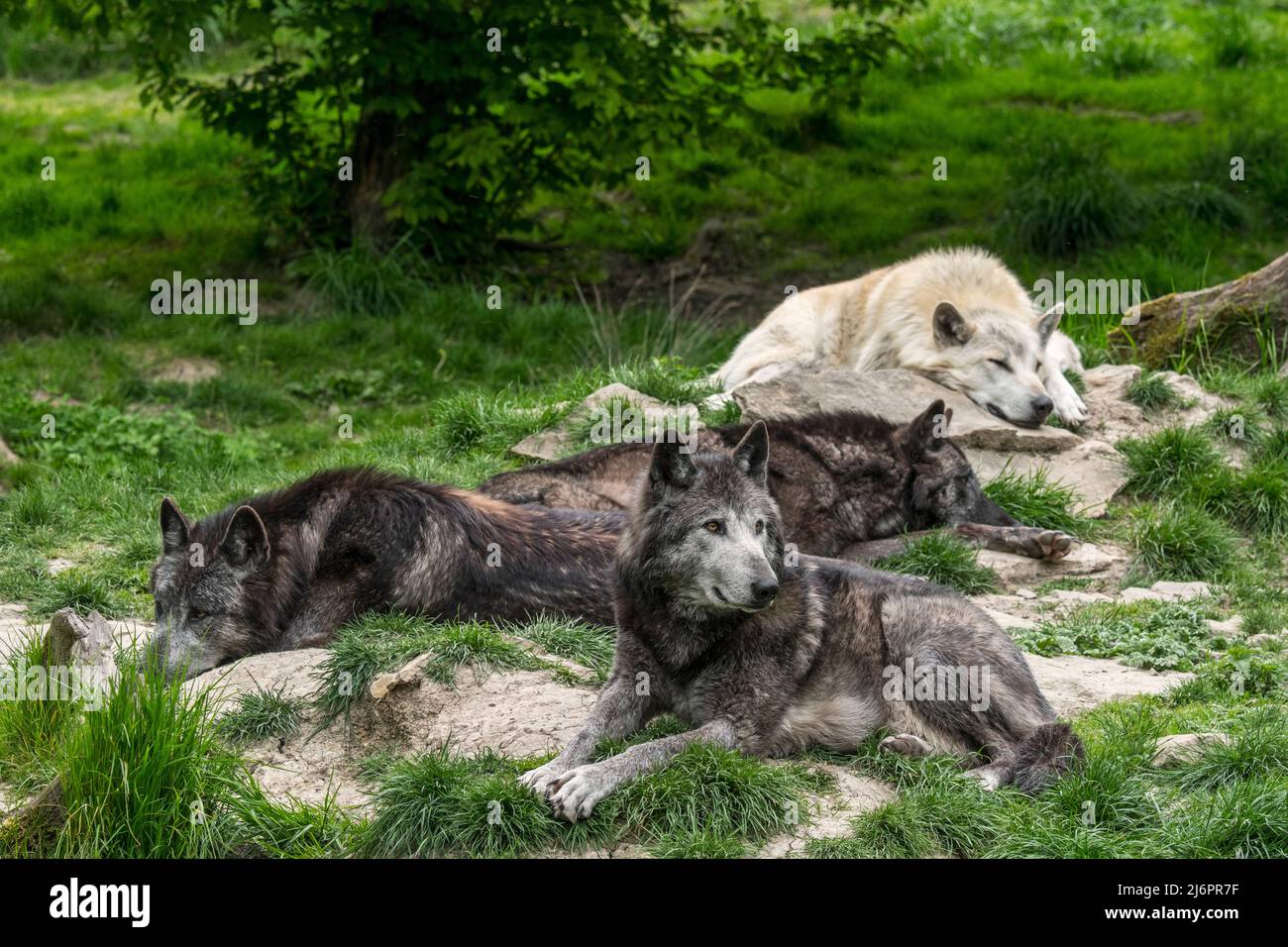 Confezione di lupi nordoccidentali bianchi e neri / lupo della Valle di Mackenzie / lupi di legno Canadesi / Alaskan (Canis lupus occidentalis) che riposano nella foresta Foto Stock