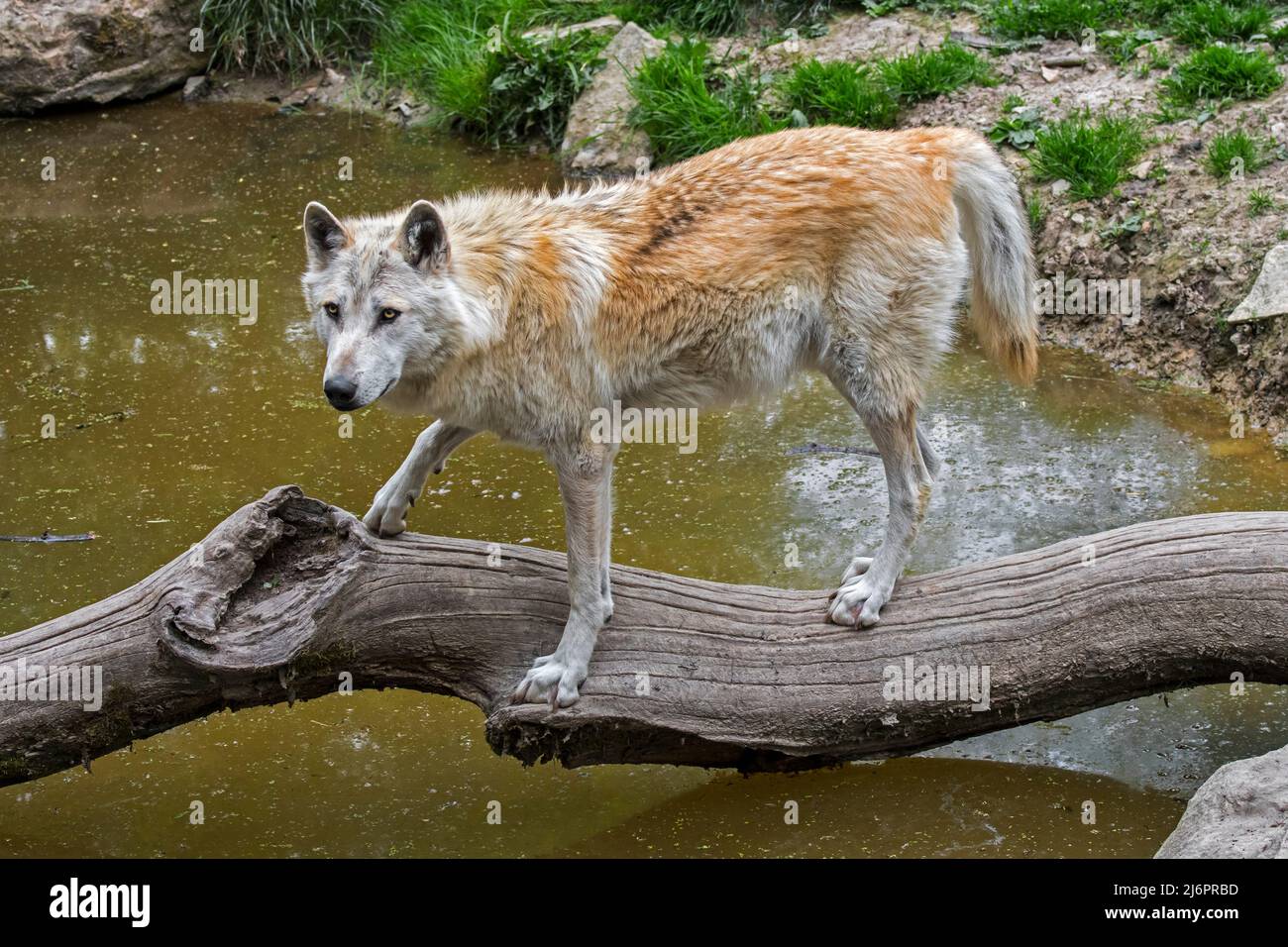Lupo bianco nordoccidentale / lupo Mackenzie Valley / Alaskan / lupo canadese in legno (Canis lupus occidentalis) che attraversa il fiume su tronco caduto Foto Stock
