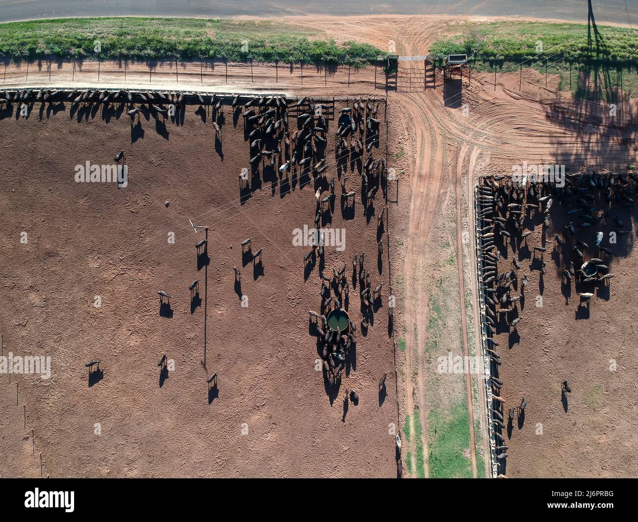 Vista aerea del bestiame angus in confino in Brasile Foto Stock