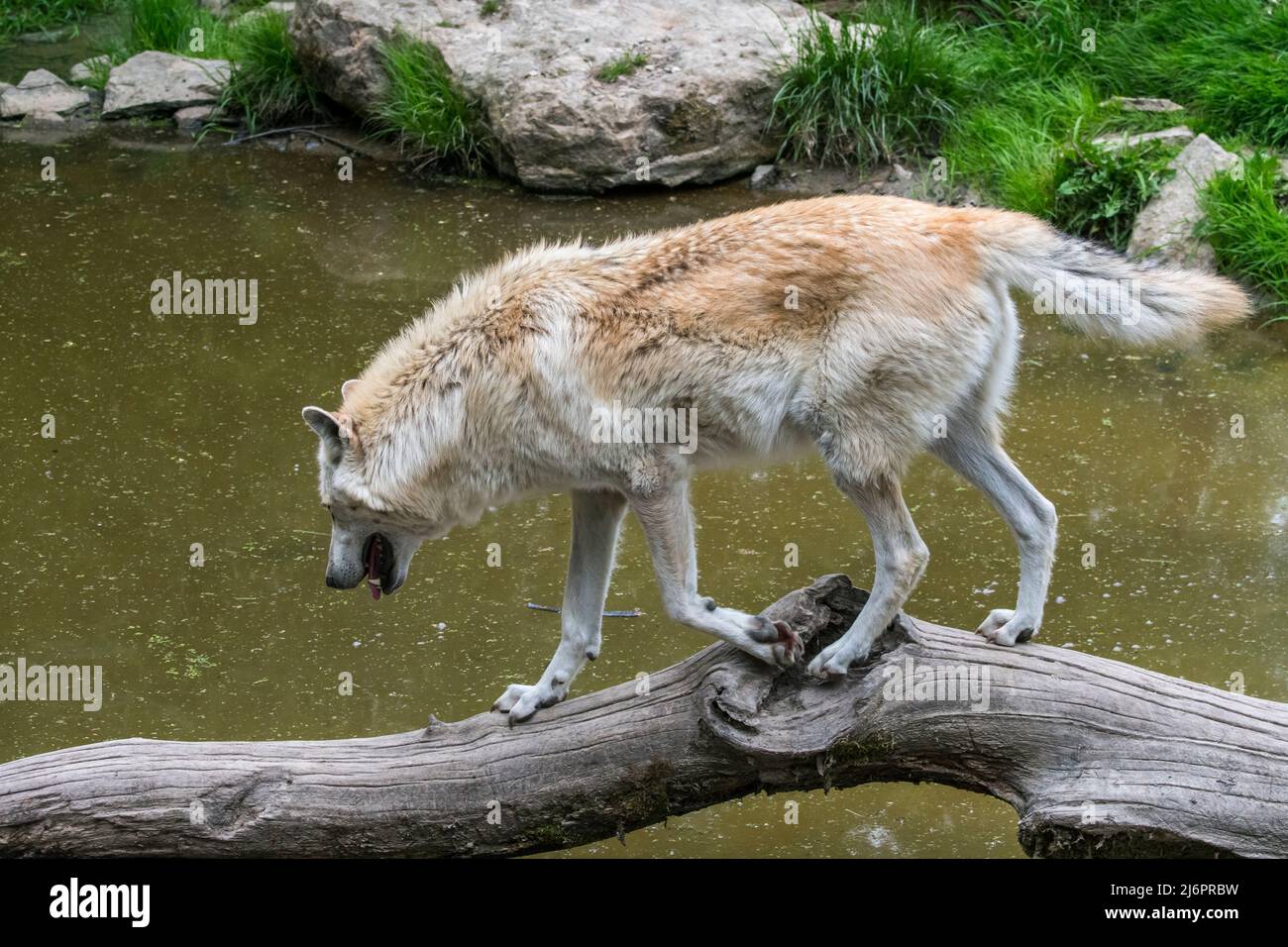 Lupo bianco nordoccidentale / lupo Mackenzie Valley / Alaskan / lupo canadese in legno (Canis lupus occidentalis) che attraversa il fiume su tronco caduto Foto Stock