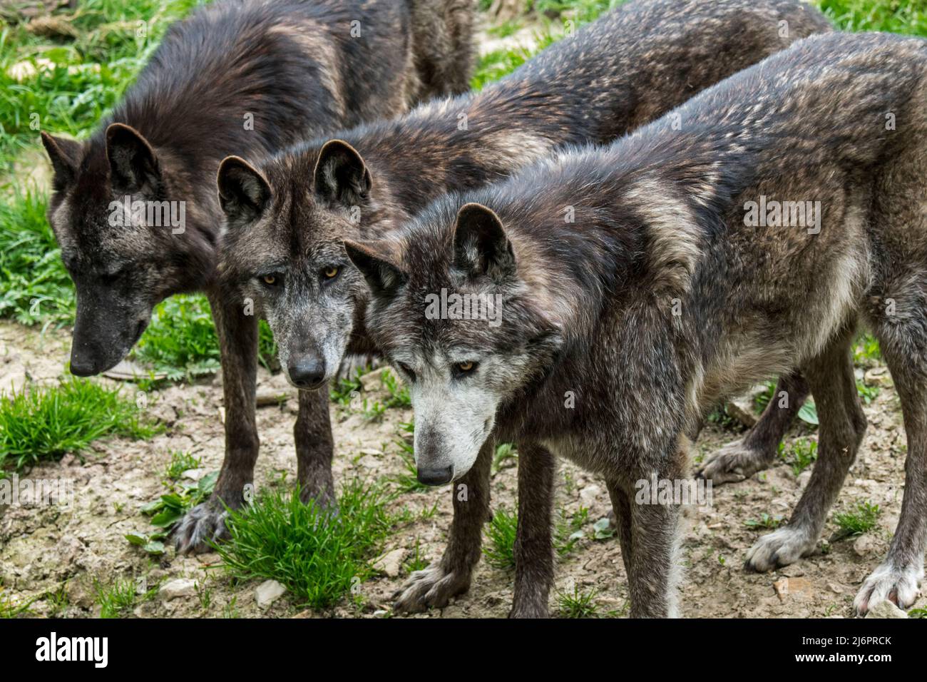 Primo piano ritratto di tre lupi neri del nord-ovest / lupo della valle di Mackenzie / lupo di legno dell'Alaska / lupo di legno canadese (Canis lupus occidentalis) Foto Stock