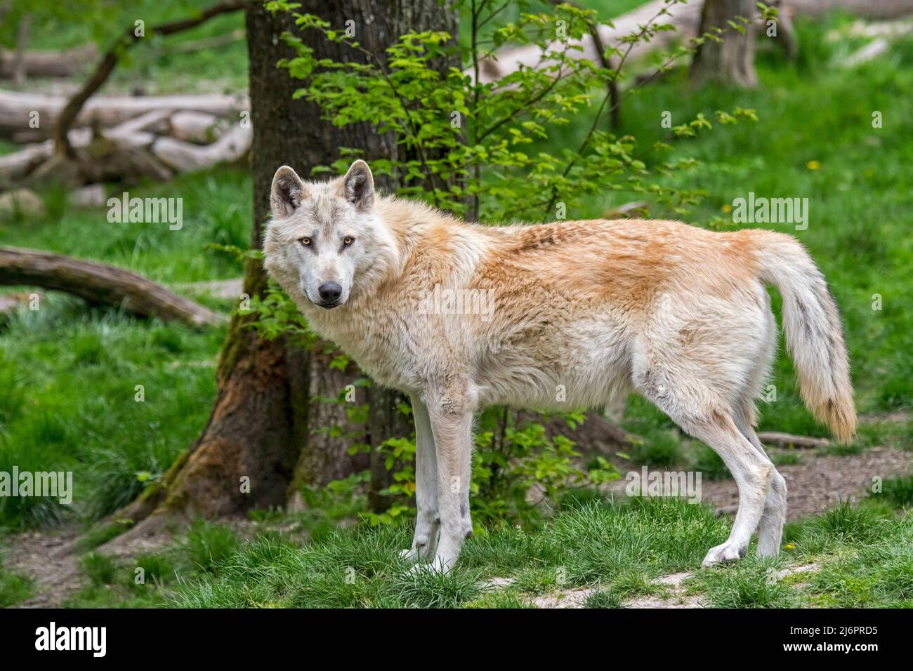 Lupo bianco nordoccidentale / lupo Mackenzie Valley / lupo di legno dell'Alaska / lupo di legno canadese (Canis lupus occidentalis) nella foresta Foto Stock