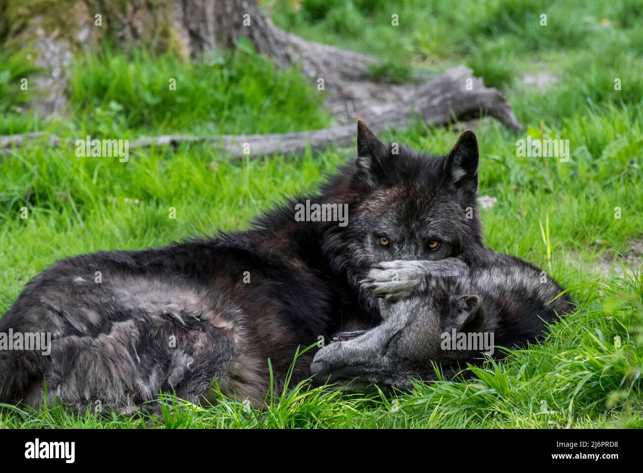 Due lupi neri del Northwestern / Mackenzie Valley Wolf / Alaskan / Canadian Wolf in legno (Canis lupus occidentalis) uno che mostra un comportamento sottomesso Foto Stock