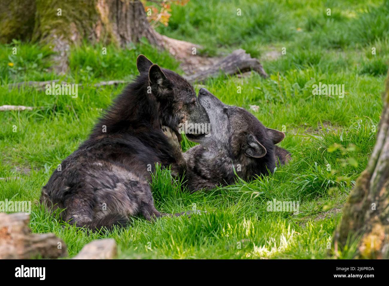 Due lupi neri di legno dell'Alaska nordoccidentale (Canis lupus occidentalis) uno che mostra comportamento sottomesso attaccando il naso nella bocca dominante del lupo Foto Stock