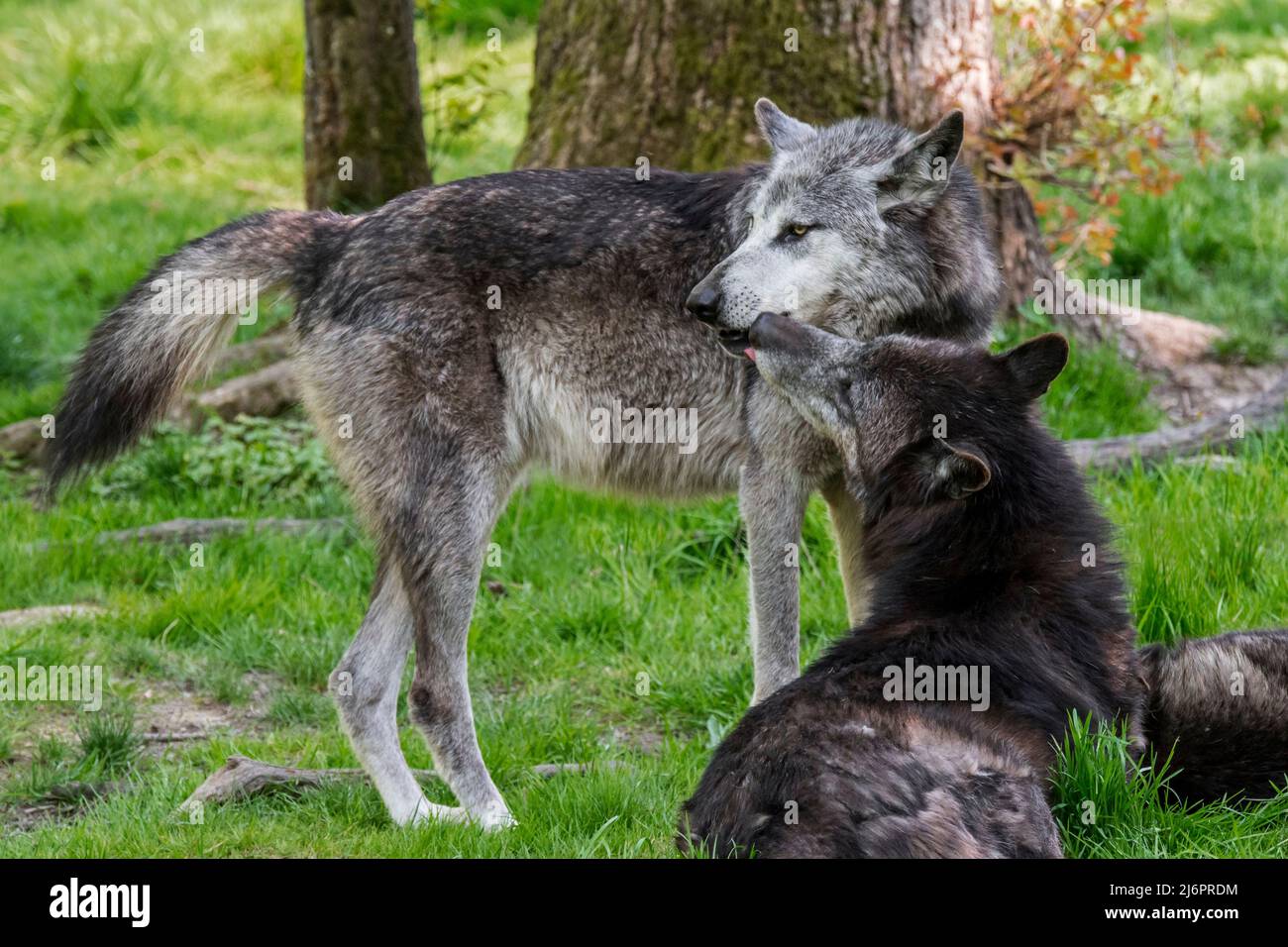 Due lupi neri di legno dell'Alaska nordoccidentale (Canis lupus occidentalis) uno che mostra il comportamento sottomesso leccarsi il naso del lupo dominante Foto Stock