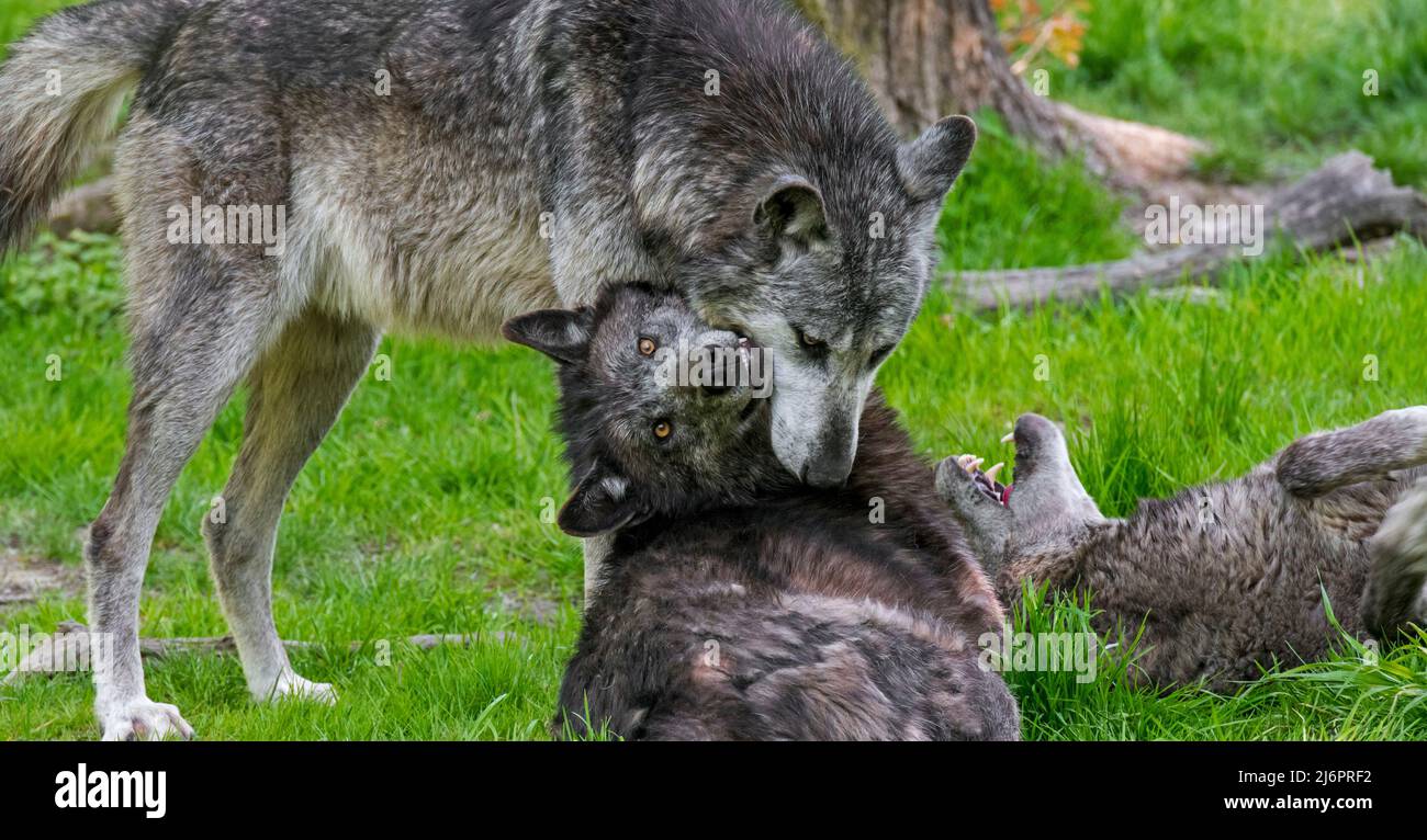 Tre lupi neri del Northwestern / Mackenzie Valley Wolf / Alaskan / Canadian Wolf in legno (Canis lupus occidentalis) due che mostrano un comportamento sottomesso Foto Stock