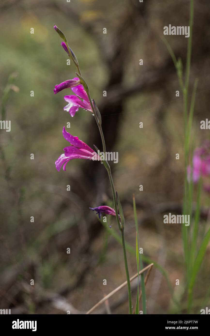 Gladiolus illyricus in fiore Foto Stock