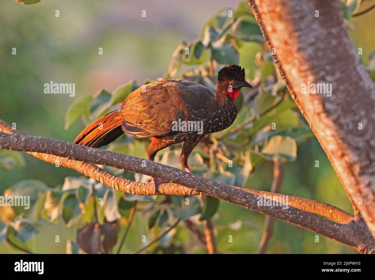 Crested Guan (Penelope purpurascens aequatoralis) adulto che cammina sul ramo Costa Rica Marzo Foto Stock