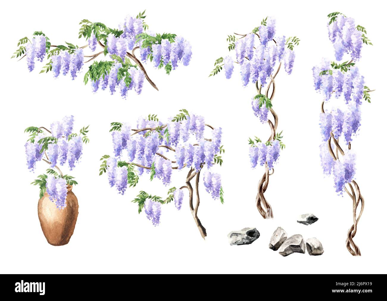 Wisteria Blossom albero elementi set. Illustrazione di acquerello disegnata a mano isolata su sfondo bianco Foto Stock