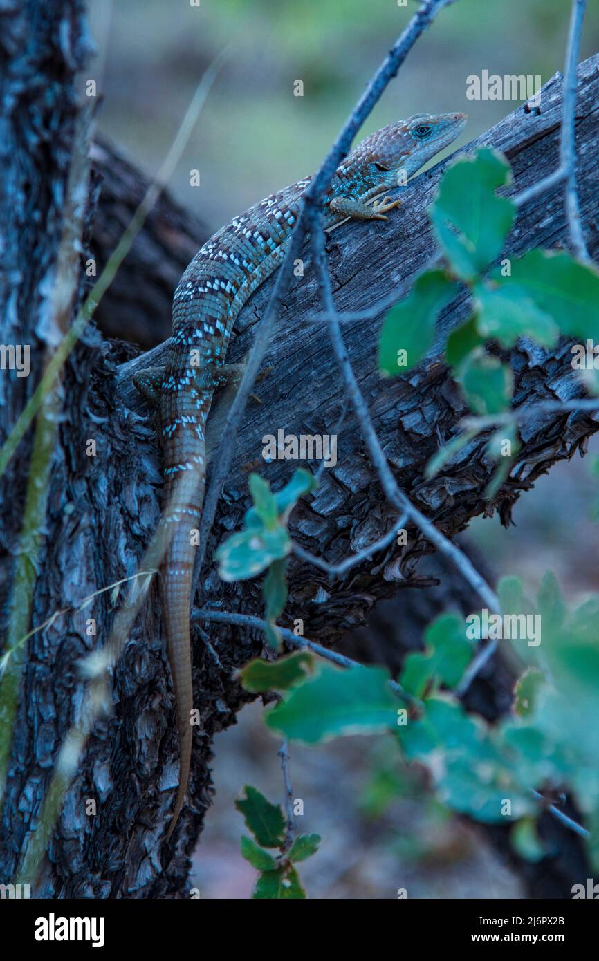 USA, Texas occidentale, Big Bend National Park, Texas Alligator Lizard, Gerrhonotus infernalis Foto Stock