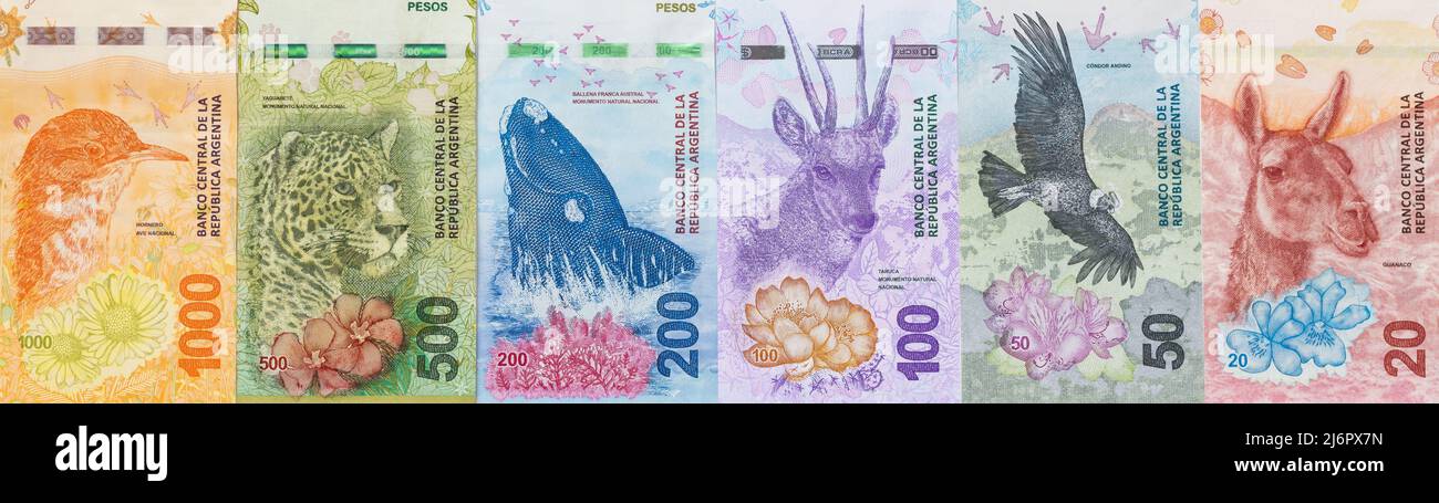 Tutte le banconote argentine della nuova serie con animali, disposte ordinatamente l'una accanto all'altra, pesos Panorama stretto Foto Stock