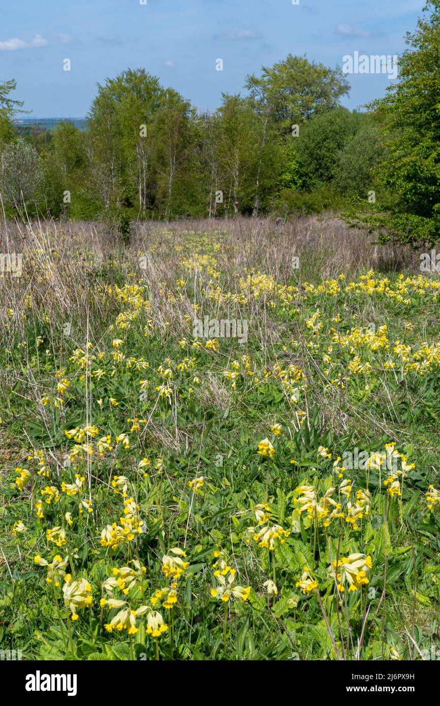 Cowslips (Primula veris) che cresce in abbondanza a Magdalen Hill Down Nature Reserve in Hampshire, Inghilterra, Regno Unito, durante il mese di aprile Foto Stock