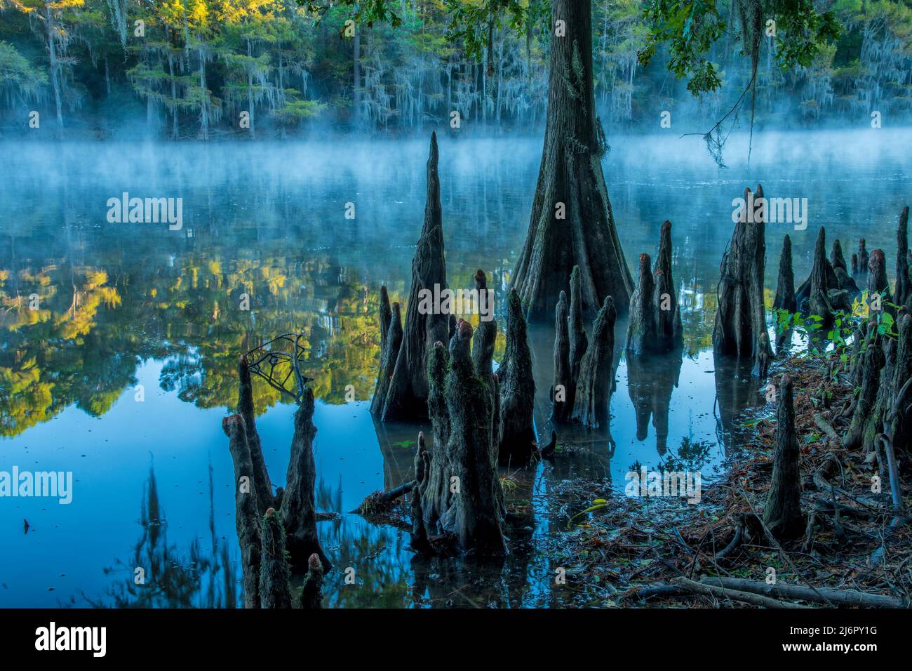 USA, Texas, lago Caddo, Bald Cypress ginocchia Foto Stock