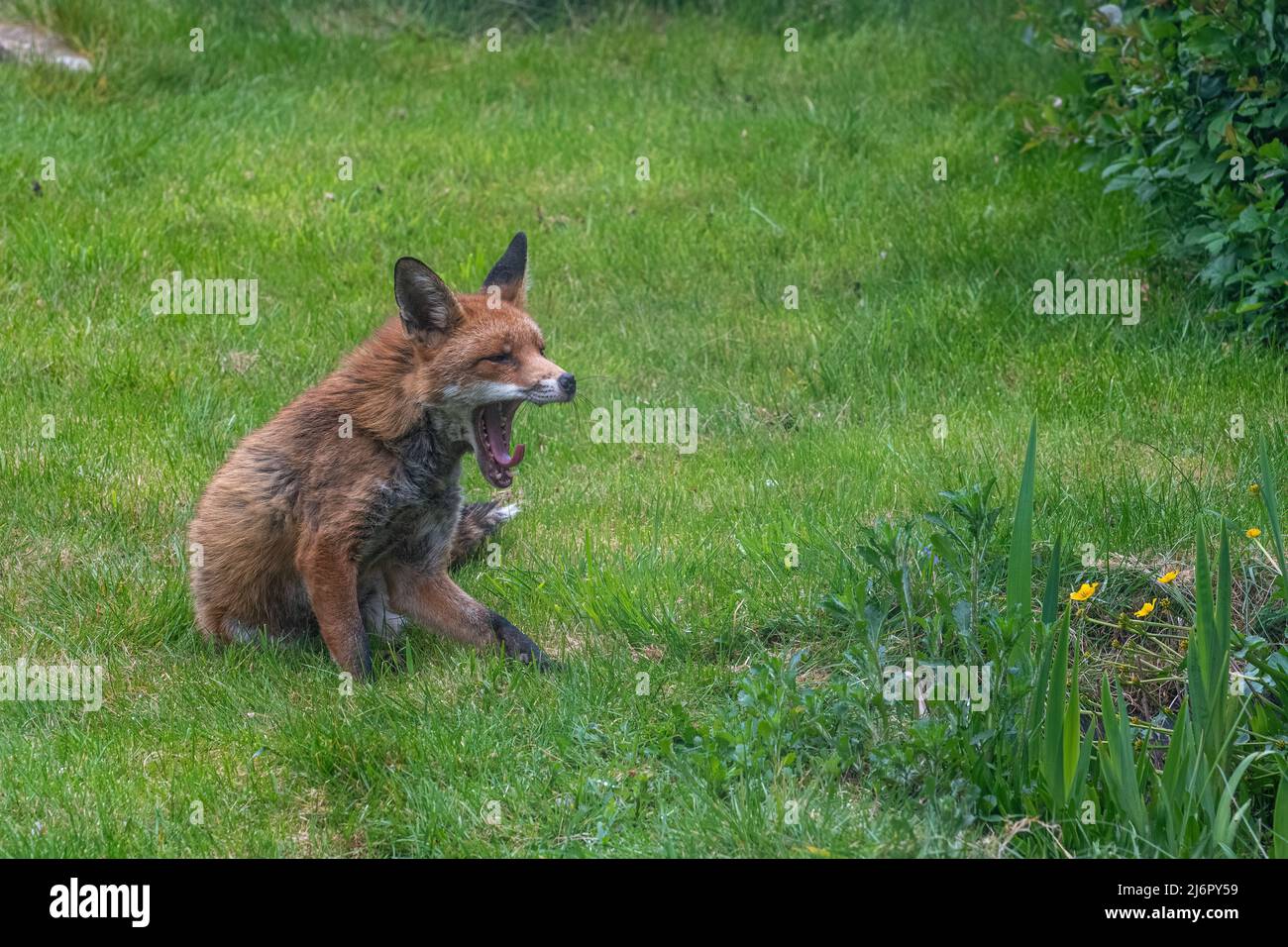 Volpe urbana (Vulpes vulpes) seduta in un giardino dietro accanto a uno stagno fauna selvatica yawning, fauna selvatica urbana, Hampshire, Inghilterra, Regno Unito Foto Stock