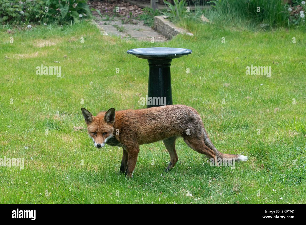 Volpe urbana (Vulpes vulpes) in un giardino posteriore, fauna selvatica urbana, Hampshire, Inghilterra, Regno Unito Foto Stock