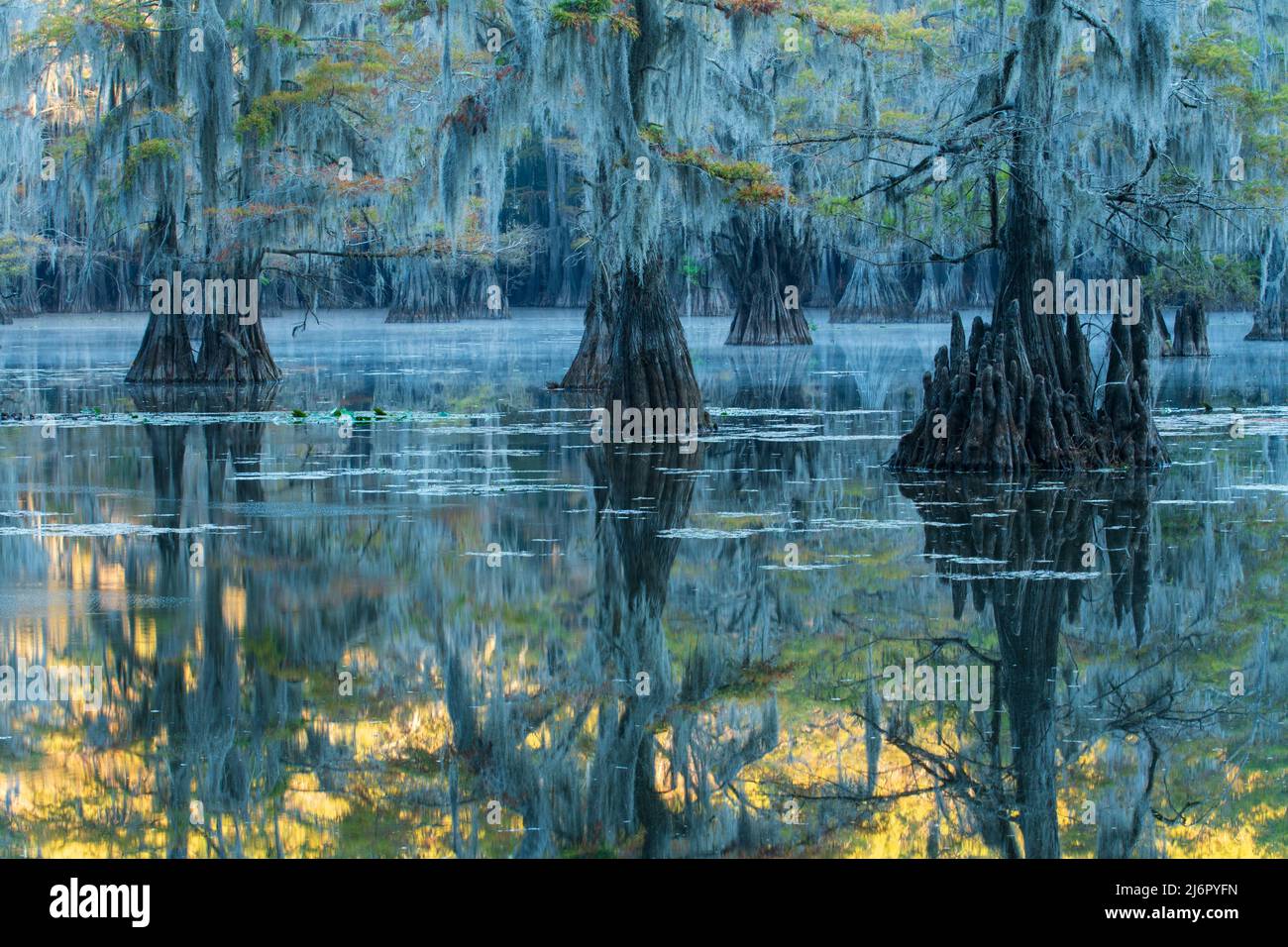 USA, Texas, lago Caddo Foto Stock