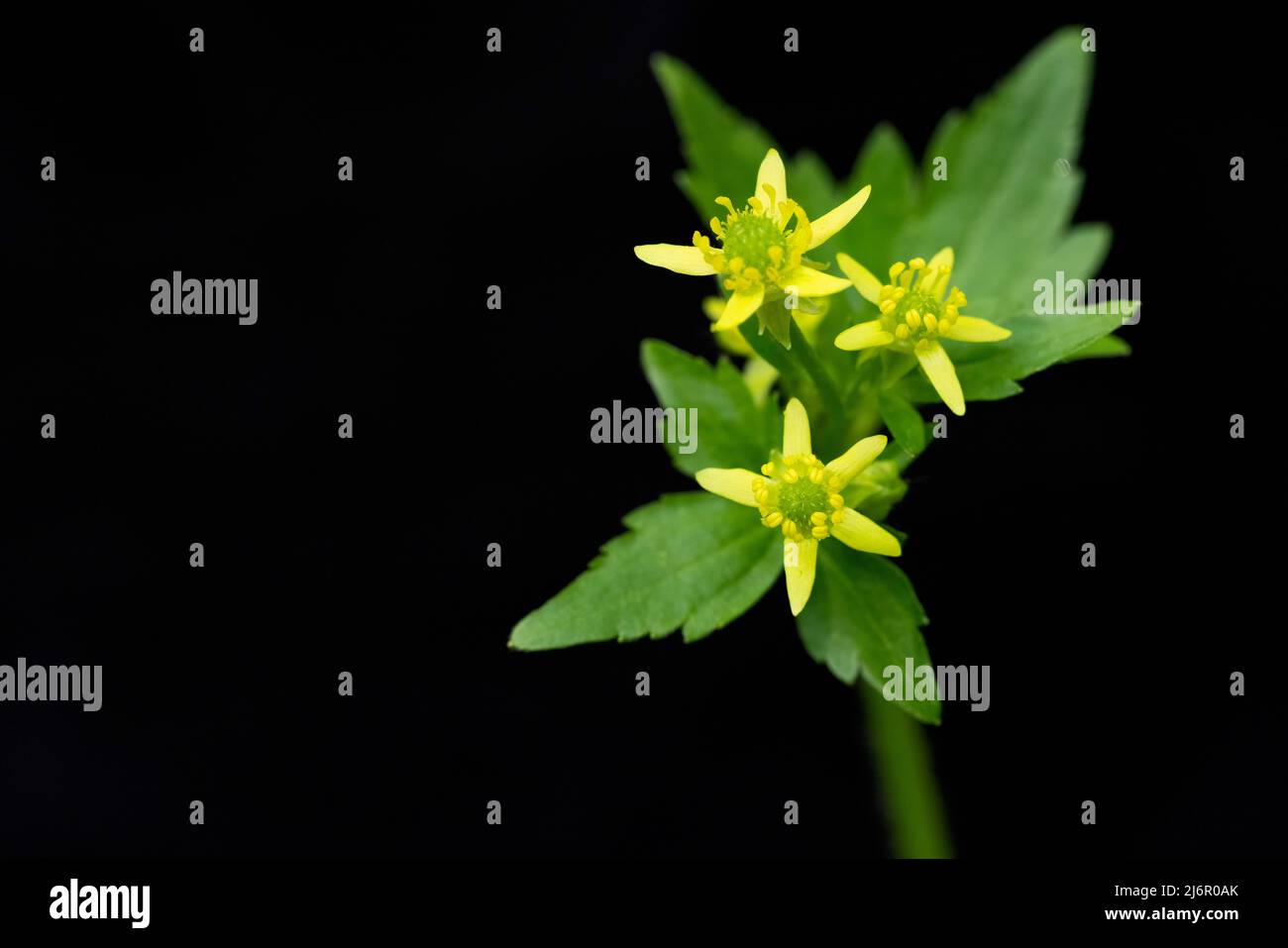 Coppa di Buttercup con cappuccio (Ranunculus recurvatus) - Hendersonville, Carolina del Nord, Stati Uniti Foto Stock