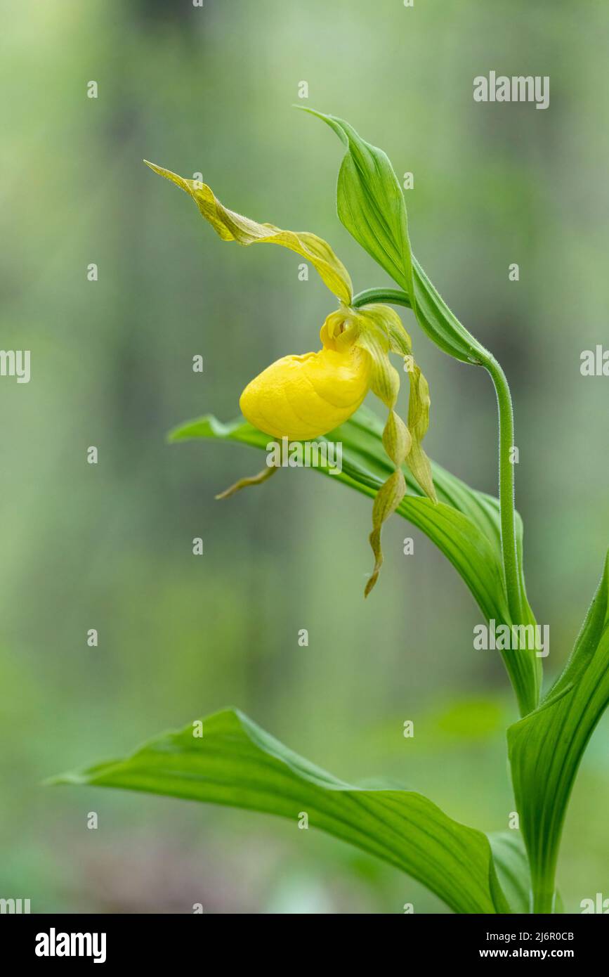 Large Yellow Lady's Slipper Orchid (Cypripedium parviflorum) - Hendersonville, Carolina del Nord, Stati Uniti Foto Stock