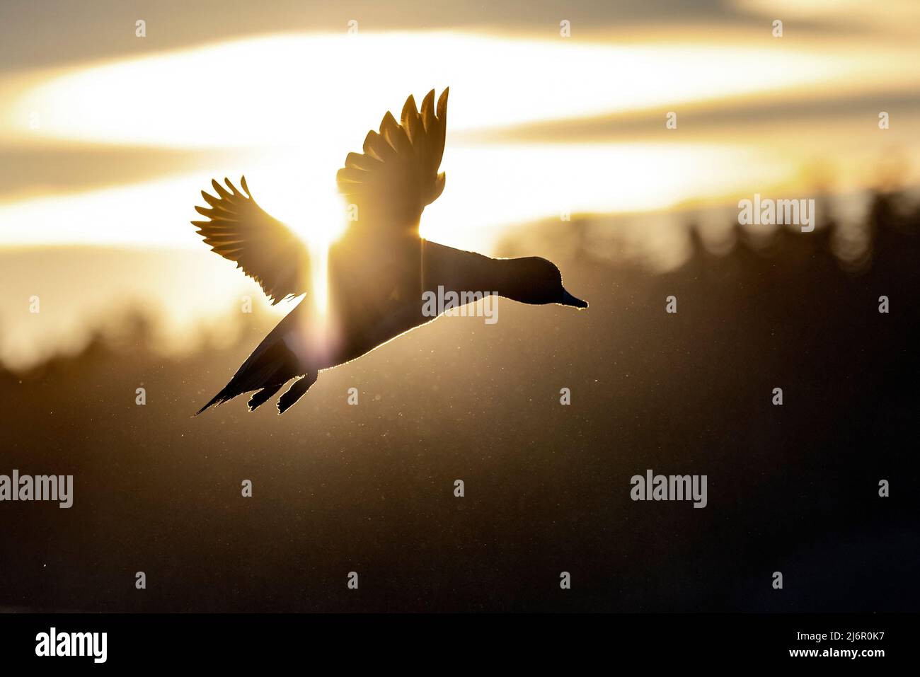 American Wigeon (Mareca americana) in volo al tramonto. Esquimalt Lagoon - Colwood, vicino Victoria, Vancouver Island, British Columbia, Canada Foto Stock