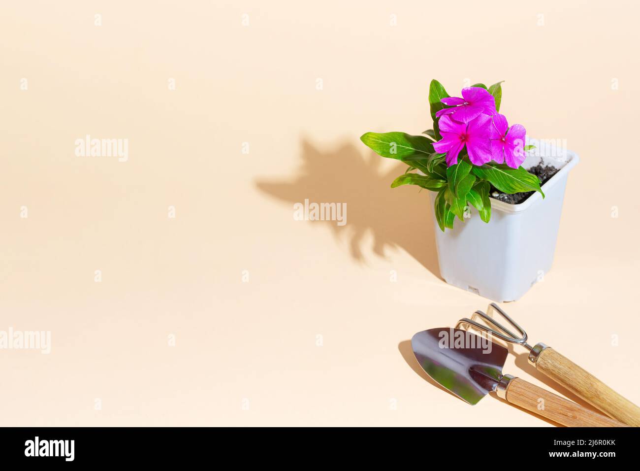 Pala, rastrello e fiore rosa in una pentola di fiori su sfondo beige. Set da giardino. Isometria ombra Foto Stock