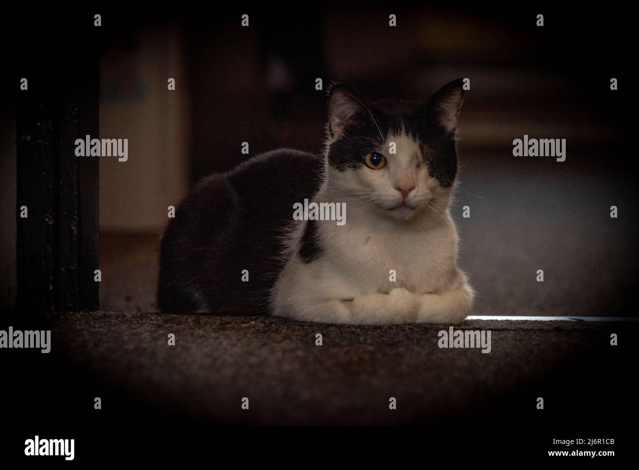 Gatto bianco nero peloso al coperto in camera grigio scuro Foto Stock