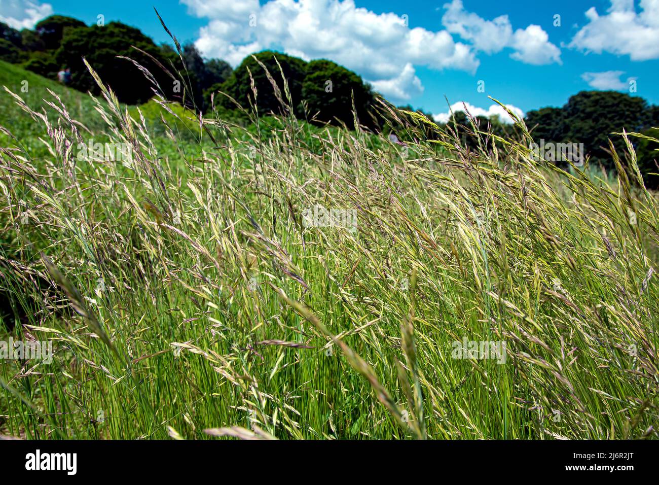 Erba verde illuminata dalla luce del sole su un prato fattoria luogo per pascolo animale, luogo per eco riposo, ambiente verde natura da vicino su sfondo cielo con clou Foto Stock