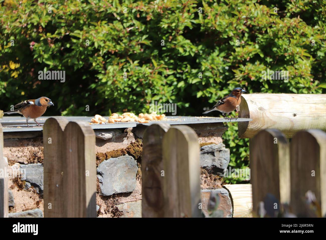 Chaffinch`s che alimenta Foto Stock