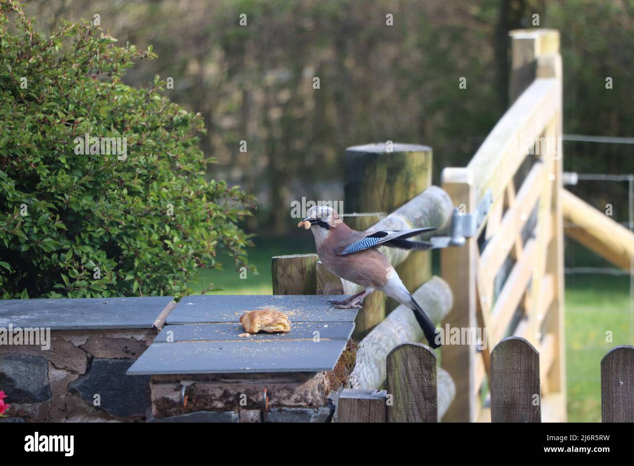 Jay mangiando nocciola di anhew Foto Stock