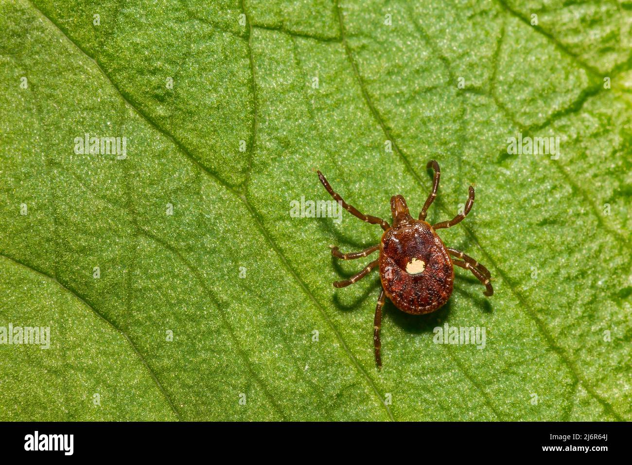 Lone Star Tick - Amblyomma amaricanum Foto Stock