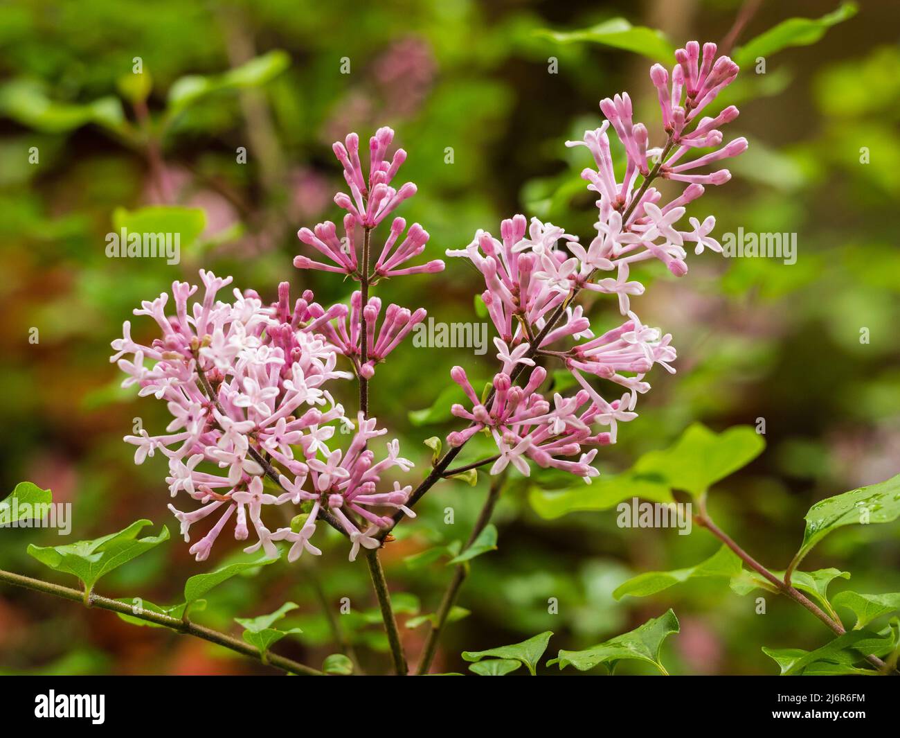 Fragranti fiori rosa nelle paniclette del nana, lilla fiorita in primavera, Syringa meyeri 'Palibin' Foto Stock
