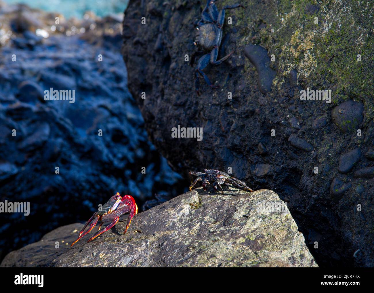 Granchi rossi e neri tra le rocce sulla riva dell'oceano in piedi al sole che si affacciano l'un l'altro Foto Stock