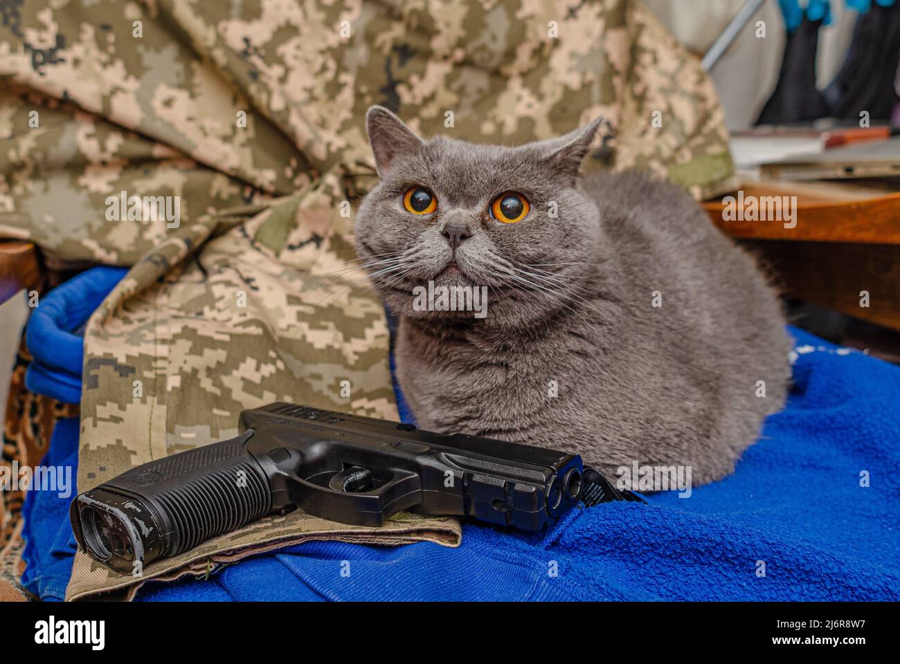 Gatto britannico grigio con pistola su sfondo kaki. Aggressione, guerra in Ucraina, difesa Foto Stock