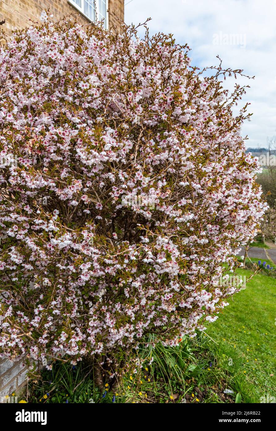 Prunus kojo no mai arbusto in fiore pieno. Questo arbusto attrae insetti ed è coperto in api quando in fiore. Foto Stock