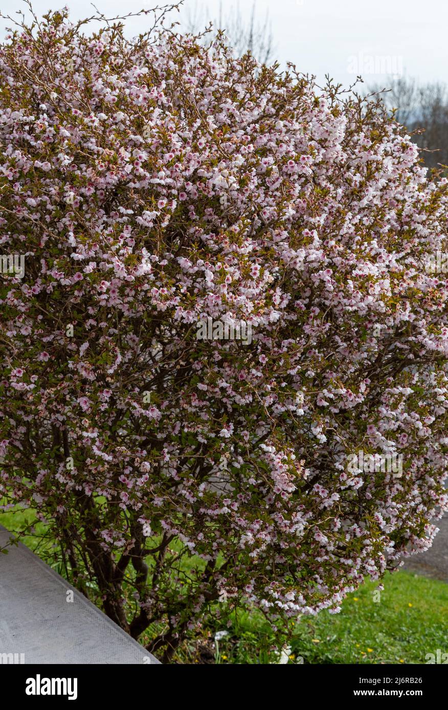 Prunus kojo no mai arbusto in fiore pieno. Questo arbusto attrae insetti ed è coperto in api quando in fiore. Foto Stock